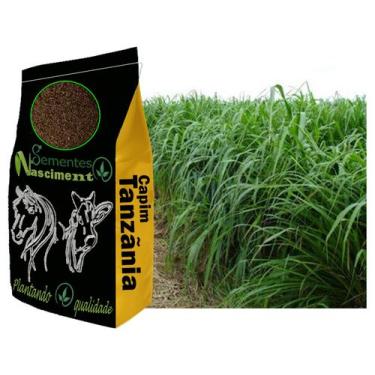 Imagem de 2kg Sementes de capim Tanzãnia para pastagem excelente para Caprinos /