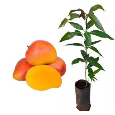 Imagem de Muda de Manga Rosa 50 a 80cm AMK - Plantas Online - AMK Jardinagem e P