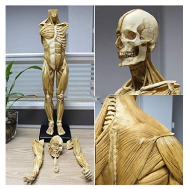 Imagem de EHVYBDX Modelo de osso muscular anatômico humano - Modelo de pintura de figura de anatomia masculina de 69 cm - Modelo de anatomia musculoesquelética humana - Material PU - Referência para artista, A