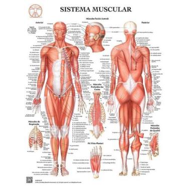 Imagem de Pôster Anatomia do Sistema Muscular - Body Scientific