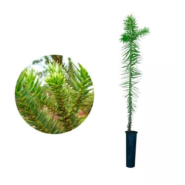 Imagem de Genérico, Muda de Araucaria 20 a 40cm AMK - Plantas Online