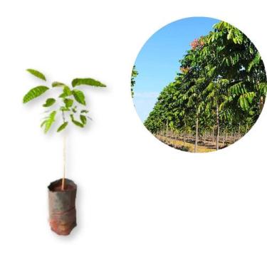 Imagem de Muda de Magno Africano - Reflorestamento - no-brand