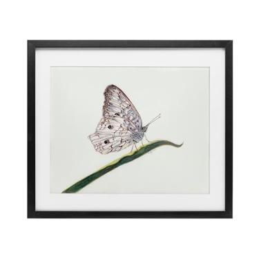 Imagem de Stupell Industries Impressão emoldurada intrincada borboleta no galho branco sob vidro, design por Cady Driver, 43 x 53 cm