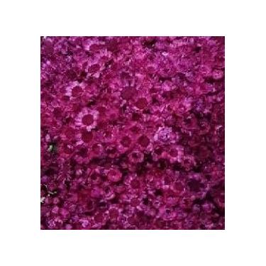 Imagem de Flor Sempre Viva Branca I Kit com ate 1.200 Flores Secas, Buquês, Decoração de Casamento e Eventos - Beleza Natural Eterna(Marsala,1buquê)