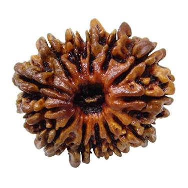 Imagem de Arihant Gems & Jewels 13 Mukhi/Rudraksha nepalês 100% natural, original e certificado astrológico redondo Rudraksha sementes soltas (Elaeocarpus ganitrus) unissex para homens e mulheres