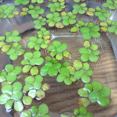 Imagem de 20+ Lentilhas-dágua-gigantes vivas Spirodela polyrhiza Aqua L'amour