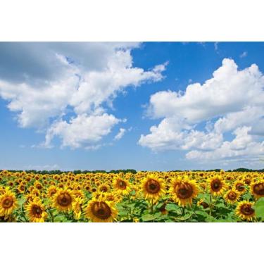 Imagem de Adesivo Decorativo de Parede Flores Girassol - Gaudesivos