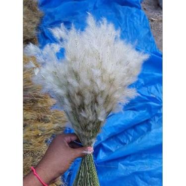 Imagem de Flor Sempre-Viva Natural Desidratada Kit 300 600 1200 Flores – Decoração Festa Casamento e Arranjos Artesanais (Mini pampas (100 hastes),600 flores atacado)