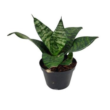 Imagem de Muda Mini Espada De São Jorge Planta Natural Lingua De Sogra - Orquifl