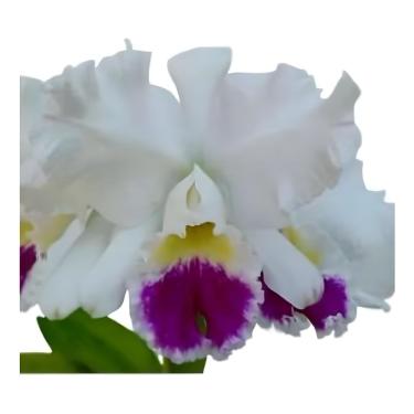Imagem de Linda Flor Orquídea Cattleya Semi Alba Planta Adulta