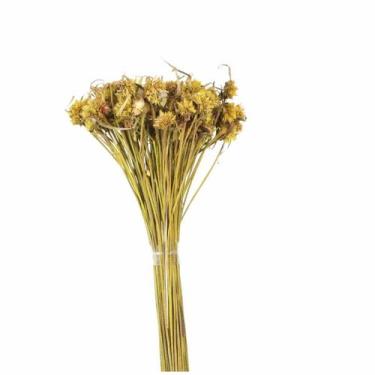Imagem de Cebolão Amarelo Desidratado - Pense Flores