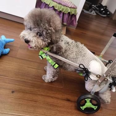 Imagem de Cadeira de rodas para cães All Terrain para pernas traseiras, joelheira de cachorro para perna rasgada Acl Hind Hip ajustável, suporte de quadril para apoio de mobilidade de carrinho (tamanho G largo)