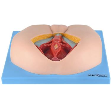 Imagem de Assoalho Pélvico Masculino