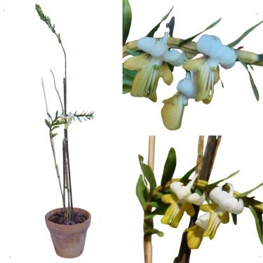 Imagem de Orquidea Dendrobium Ellipsophyllum Rara Natural Especie Planta Decorativa Flor Creme Branco Vaso 15 Barro
