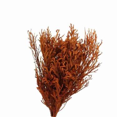 Imagem de Pé de Sapo Laranja Desidratado p/ Decoração - Pense Flores