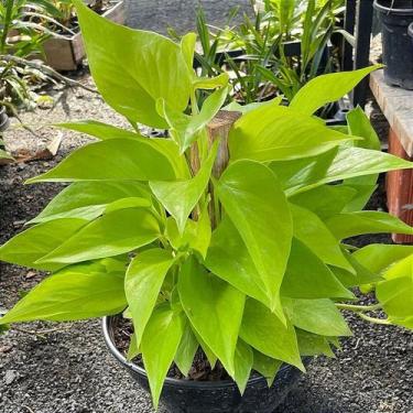 Imagem de Folhagem Filodendro Neon (Vaso de Cuia) - Orquídeas & Cia