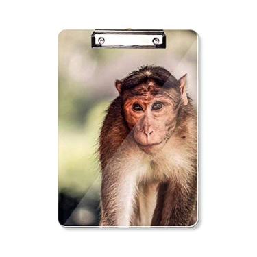 Imagem de Macaco organismo terrestre pasta prancheta animal selvagem placa de apoio A4