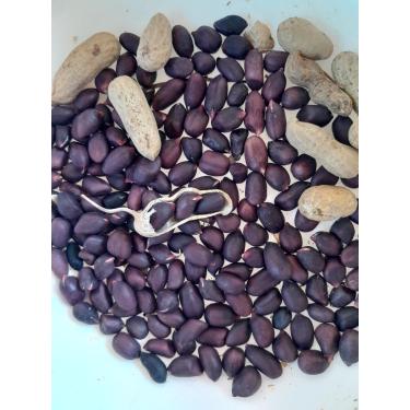 Imagem de 50 Sementes de Amendoim Preto para Plantio Natural do Norte de Minas Gerais