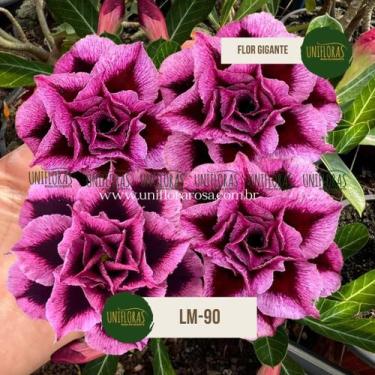 Imagem de Planta Rosa do Deserto bordo LINDA LM-90 - UNIFLORA