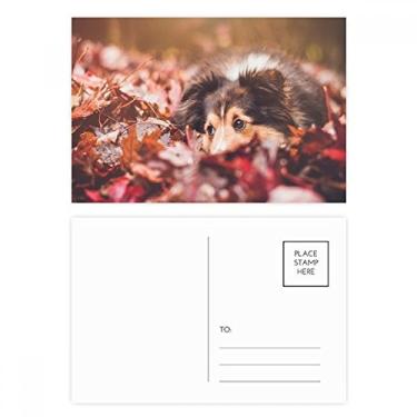Imagem de Conjunto de cartões postais para fotos de folhas de animais para cães, cartões de agradecimento