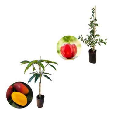 Imagem de Kit 2 Mudas - 1 Acerola Doce + 1 Manga Palmer - AMK - Jardinagem e Pai