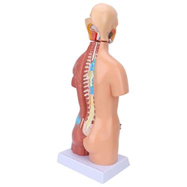 Imagem de Modelo do Torso Humano Modelo Removável do Cérebro Educacional Cérebro para o Hospital Escolar de Ensino 17.7in
