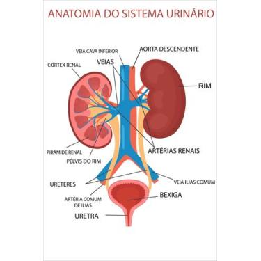 Imagem de Banner De Lona Escolar Anatomia do Sistema Urinário - 85x60cm - Fabrik
