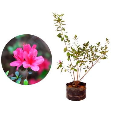 Imagem de AMK Jardinagem e Paisagismo, Muda de Azaleia 20 a 40cm AMK - Plantas Online