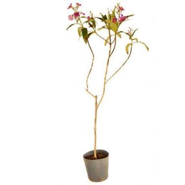 Imagem de Muda de Quaresmeira Altura de 1,0 m a 1,50 - Plantas