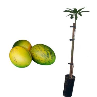 Imagem de Muda de Manga Uba 50 a 80cm AMK - Plantas Online - AMK Jardinagem e Pa