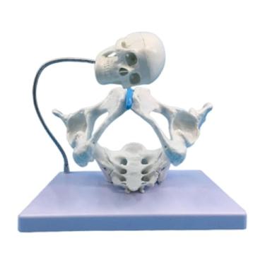 Imagem de simhoa Modelo de pélvis feminina para demonstração em obstetrícia, escala 1:1, em PVC, com simulação de bexiga, para uso infantil, ferramenta educacional de