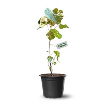 Imagem de Muda de Hibisco Pernambucensis Variegata Rara