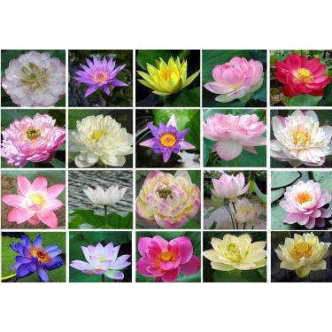 Imagem de 3 Sementes de Flor de Lótus - Lótus