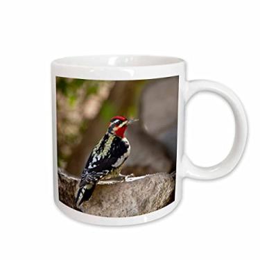 Imagem de 3dRose mug_191315_2 Caneca de cerâmica masculina com barriga amarela no Birdbath Texas USA, 443 ml