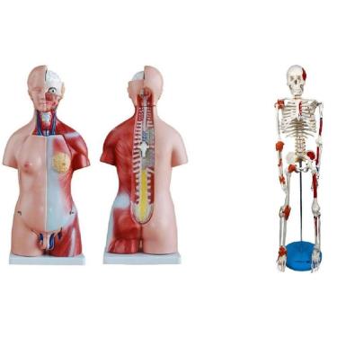Imagem de Torso Bissexual De 45 Cm + Esqueleto De 85 Cm Com Ligamentos