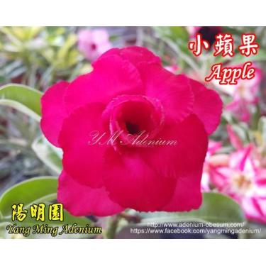 Imagem de Rosa do deserto enxertada Maca  - dm rosa do deserto