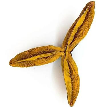 Imagem de Fava da Sorte  Amuleto  Prosperidade  Proteção Espiritual - Estrela Fo