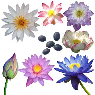 Imagem de 5 Sementes de Flor de Lótus - Lótus - Nelumbo Nucifera - Aquática
