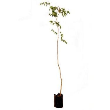 Imagem de Muda de Pau de Ferro Altura de 1,5 m a 1,80 m - Plantas