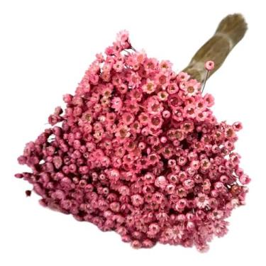 Imagem de Flor Sempre Viva 1.500un Colorido Decoração Lembrancinha - FLORA FULL,
