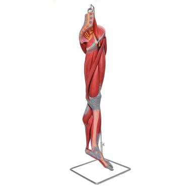 Imagem de Perna Músculos,vasos E Nervos 10 Pts, Anatomia Esqueleto