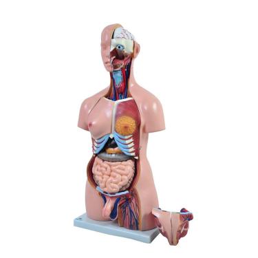 Imagem de Torso Humano Bissexual C/abertura Nas Costas De 85 Cm C/24