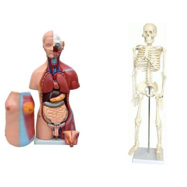 Imagem de Torso De 45 Cm Bissexual +esqueleto De 85 Cm.