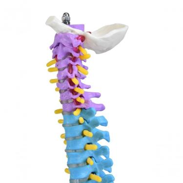 Imagem de Coluna Vertebral Colorida E Flexível De 40 Cm Com Base