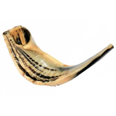 Imagem de Shofar Chifre De Carneiro De Tocar - 34 A 36 Cm - De Israel
