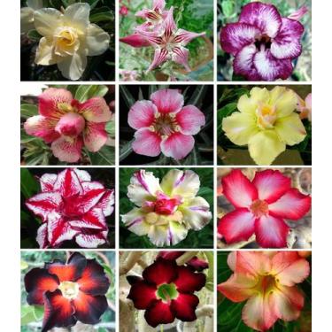 Imagem de 15 Sementes de Rosa do Deserto Tripla Dobrada Simples Sortidas (Adeniu