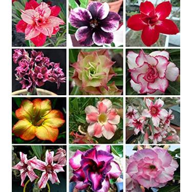 Imagem de 10 Sementes de Rosas do Deserto triplas, duplas e simples (Adenium obesum) Sortidas Kit...