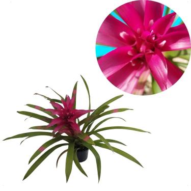 Imagem de Bromelia Flor Roxo Adulta Planta Rara Exotica Decoração Casa Jardim Natural Roxa Pink Violeta Estrela Decorativa