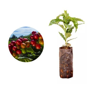 Imagem de Muda de Café Obatã (Coffea arabica var. Obatã) Altura de 20 a 40cm – planta frutífera resistente e produtiva, ideal para vasos ou solo, cultivo doméstico e comercial, café especial com rusticidade