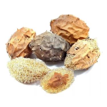 Imagem de Buchinha do Norte 10 Unidades Natural